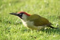 BIRDS - Green Woodpecker / DziÃâ¢cioÃâ zielony Royalty Free Stock Photo